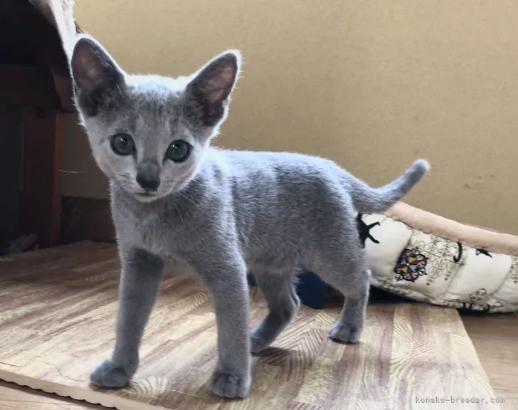 ID：2106-01933の子猫