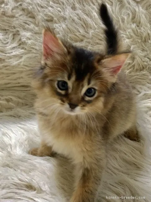 ID:1810-01400の子猫