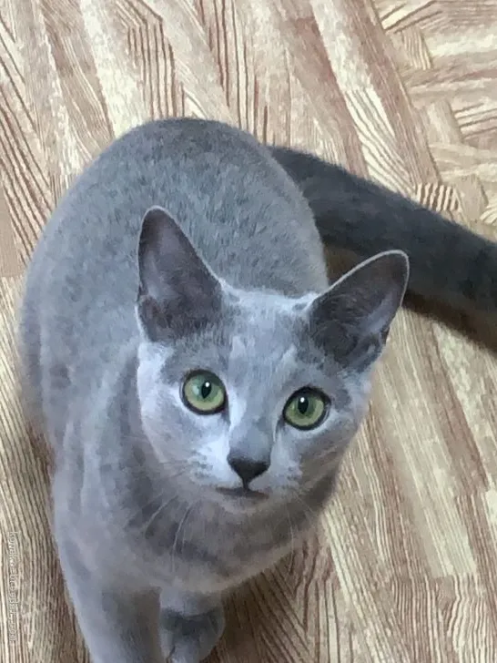 ID:1909-00127の子猫