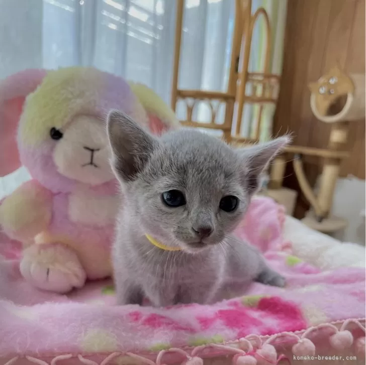 ID：2402-02257の子猫