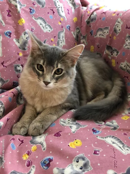 ID：1905-00627の子猫