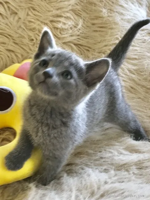 ID:1804-01747の子猫
