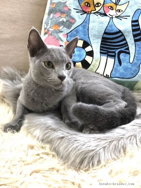 ID：1905-00792の子猫