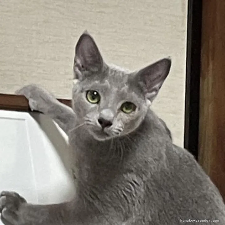 ID:2209-01089の子猫