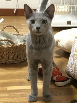 ロシアンブルー【静岡県・男の子・2020年5月4日・ブルー】の写真「甘々ショータイプの僕
美猫君です。」