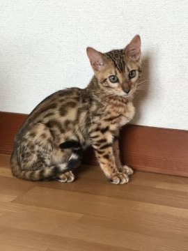ベンガル【静岡県・男の子・2018年2月12日・ブラウンスポッテッドタビー】の写真「抱っこ大好き！甘々可愛いベンガルの男の子」