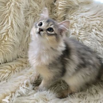 ソマリ【静岡県・女の子・2018年9月29日・ブルー】の写真「ふわふわもふもふの甘えん坊ちゃん」