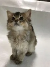 ソマリ【静岡県・男の子・2018年12月2日・ルディ】の写真1