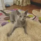 ロシアンブルー【静岡県・男の子・2023年5月6日・ブルー】の写真1「2023.11.17撮影。」