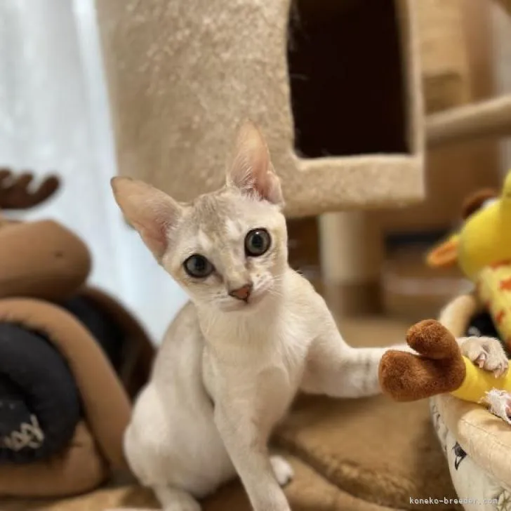 ID：2209-02776の子猫