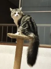 ミヌエット【静岡県・男の子・2020年2月16日・ブラッククラシックタビー&ホワイト】の写真2