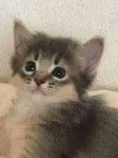 ソマリ【静岡県・女の子・2018年4月24日・ブルー】の写真2