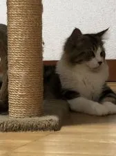 ミヌエット【静岡県・男の子・2020年2月16日・ブラッククラシックタビー&ホワイト】の写真4