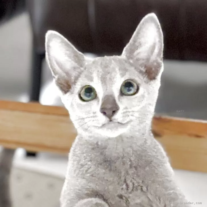 ID:2506-00256の子猫