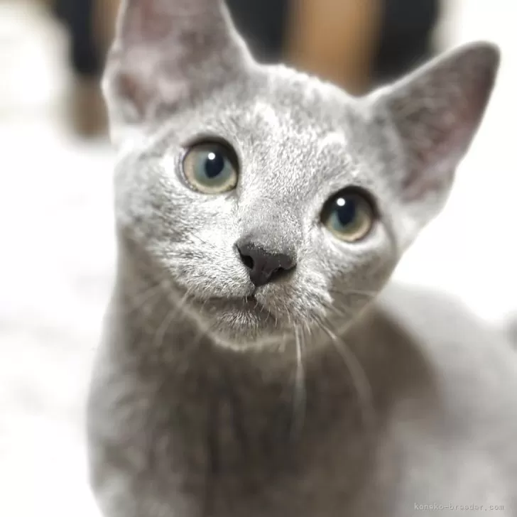 ロシアンブルー【静岡県・男の子・2025年6月5日・ブルー(ダブルコートプラチナブルー)】の写真1