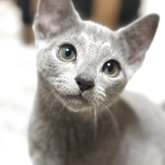 ロシアンブルー