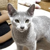 ロシアンブルー