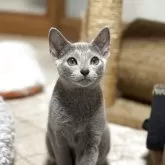 ロシアンブルー【静岡県・男の子・2025年6月5日・ブルー(ダブルコートプラチナブルー)】の写真3