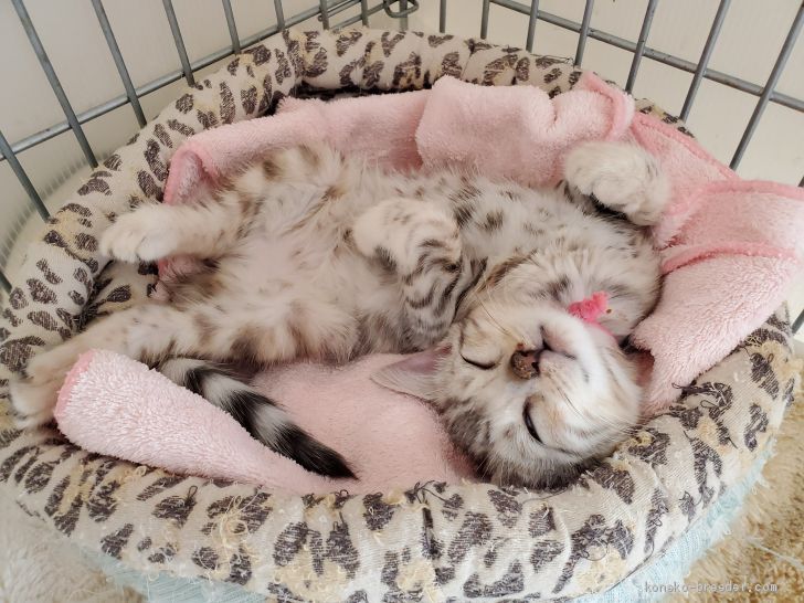 お昼寝中｜田中　宣子(たなか　のぶこ)ブリーダー(神奈川県・ベンガルなど・ACC登録)の紹介写真2