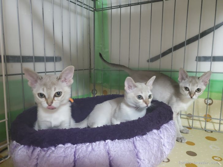 ケージの中での様子｜田中　宣子(たなか　のぶこ)ブリーダー(神奈川県・ベンガルなど・ACC登録)の紹介写真4