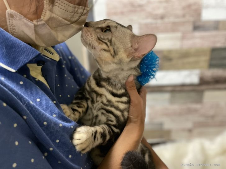 スタッフとのふれあい｜田中　宣子(たなか　のぶこ)ブリーダー(神奈川県・ベンガルなど・ACC登録)の紹介写真7