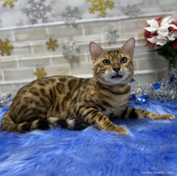 ID：2204-02305の子猫