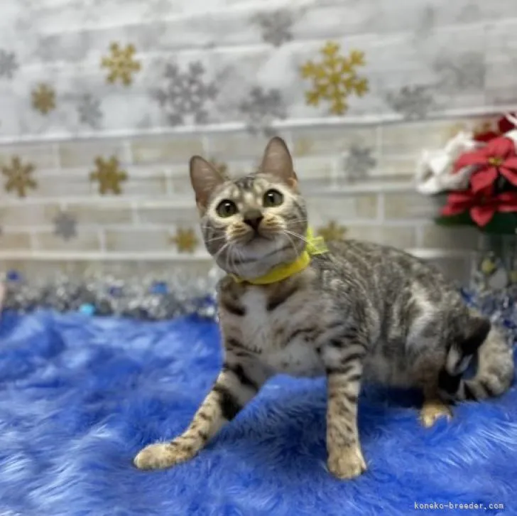 あやざる 様のお迎えした子猫