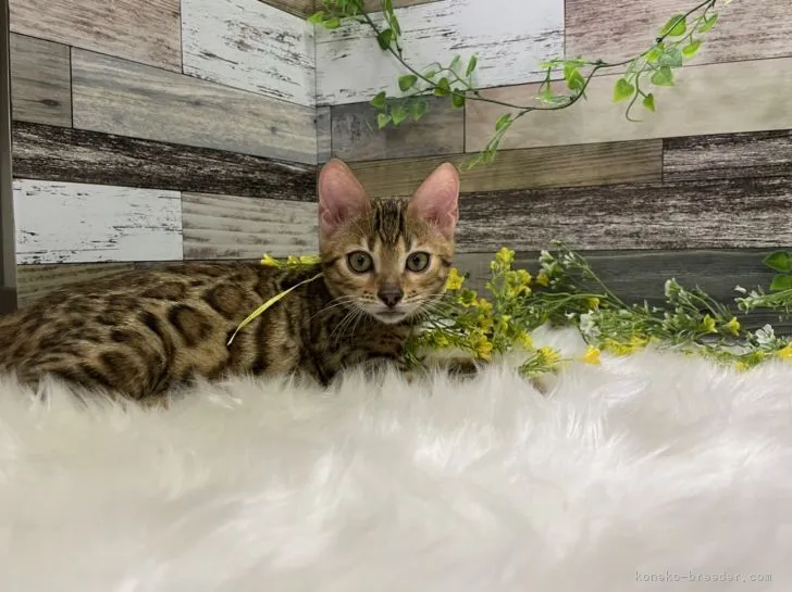 ID：2109-01397の子猫