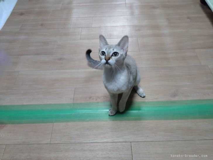 シンガプーラ【・女の子・2021年10月21日・セピアアグーテ】