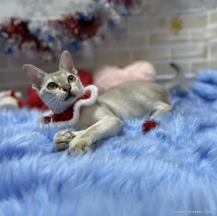 ID：2207-02543の子猫