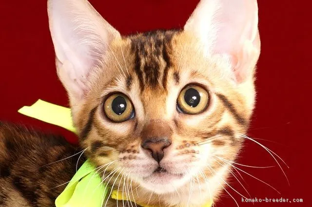 ID：1610-00780の子猫