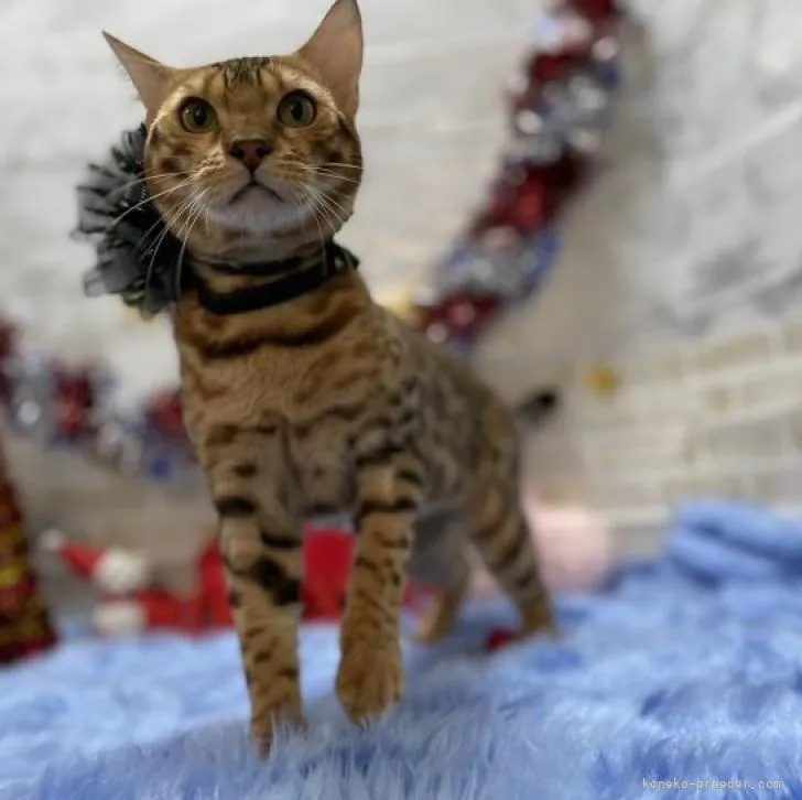 ID：2205-03082の子猫