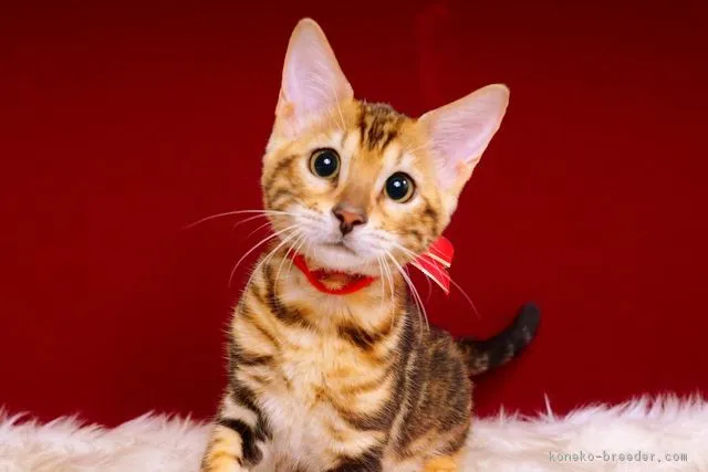 ID：1703-00425の子猫