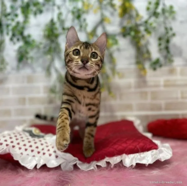 ID：2205-03086の子猫