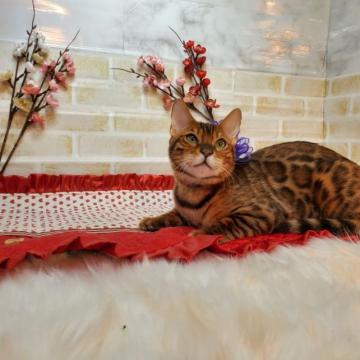 ベンガル【神奈川県・男の子・2022年9月7日・ブラウンスポテッドタビー(ロゼット)】の写真「マイペースな男の子」