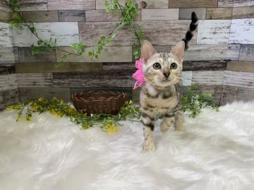 ベンガル【神奈川県・女の子・2021年6月16日・シルバースポテットタビー】の写真「元気な女の子」