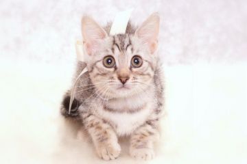 ベンガル【神奈川県・女の子・2016年12月28日・シルバースポッテッドタビー】の写真「シルバーベンガルの元気な女の子」