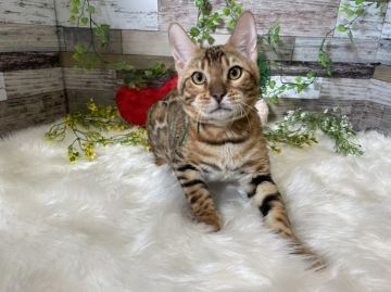 ベンガル【神奈川県・男の子・2021年5月28日・ブラウンスポテッドタビー(ロゼット)】の写真「去勢手術後のお渡し可能」