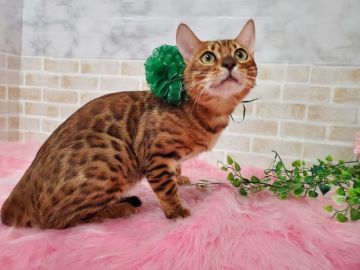 ベンガル【神奈川県・男の子・2021年9月26日・ブラウンスポテットタビー(ロゼット)】の写真「元気いっぱい」