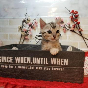 ベンガル【神奈川県・男の子・2022年12月28日・ブラックシルバースポテッドタビー(ロゼット)】の写真「小ぶりな男の子」