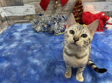 ベンガル【神奈川県・女の子・2021年6月16日・シルバースポテットタビー】の写真「慎重な女の子」