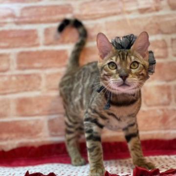 ベンガル【神奈川県・男の子・2022年9月7日・ブラウンスポテッドタビー(ロゼット)】の写真「しっかりした体の男の子」