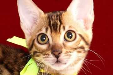 ベンガル【神奈川県・女の子・2016年8月18日・ブラウンスポッテッドタビー】の写真「綺麗な模様の美人さんです」