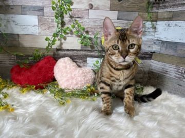 ベンガル【神奈川県・男の子・2021年5月28日・ブラウンスポテットタビー(ロゼット)】の写真「去勢手術後のお渡し可能」