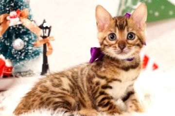 ベンガル【神奈川県・女の子・2016年11月3日・ブラウンスポッテッドタビー】の写真「ロゼット模様がとてもくっきり！」