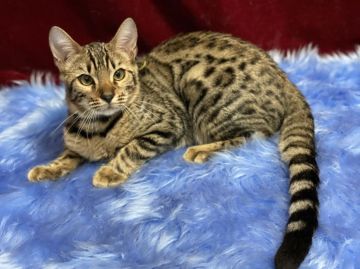 ベンガル【神奈川県・男の子・2021年4月9日・ブラウンスポテッドタビー】の写真「元気な男の子」