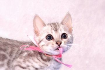 ベンガル【神奈川県・女の子・2016年11月25日・シルバースポッテッドタビー】の写真「とても人懐っこくおっとりとした性格です」