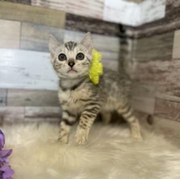 ベンガル【神奈川県・女の子・2022年5月2日・ブラックシルバースポテットタビー】の写真「小ぶりな女の子」