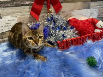 ベンガル【神奈川県・女の子・2021年5月28日・ブラウンスポテットタビー(ロゼット)】の写真「避妊してのお渡し可能」