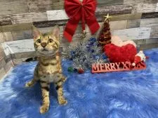 ベンガル【神奈川県・女の子・2021年6月17日・ブラウンスポテットタビー(ロゼット)】の写真1「12月6日撮影」